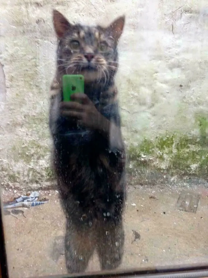 Cat Is Taking A Selfie 