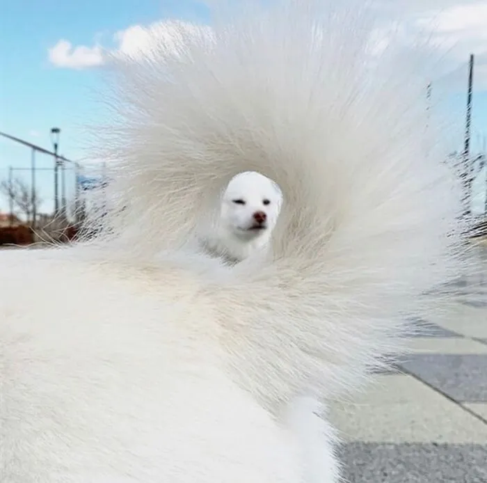 Picture Of A Dog Taken Through A Different Dog's Tail
