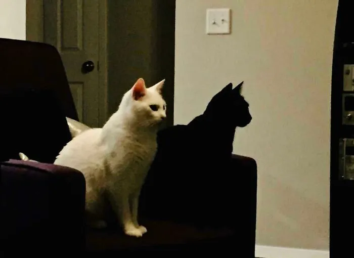 Black Cat Looks Like The White Cat’s Shadow
