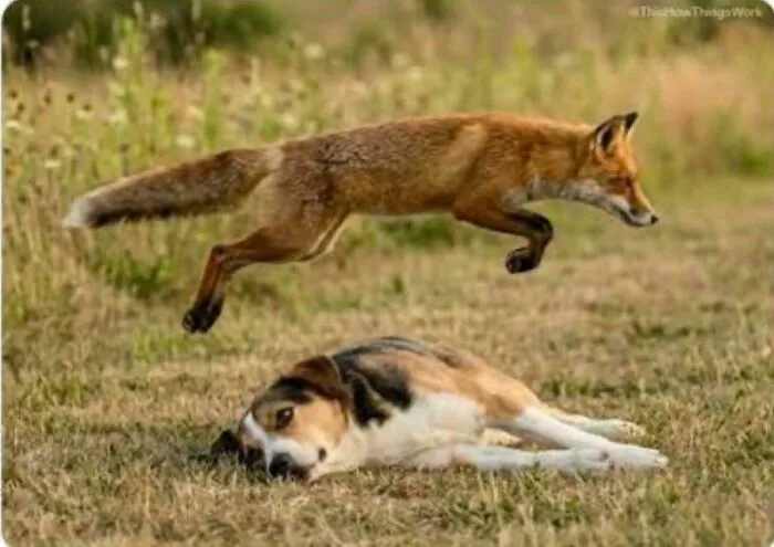 Fox jumping over a lying dog in nature