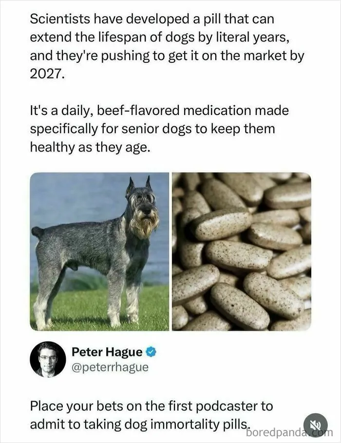 Cursed_ Dog Pills