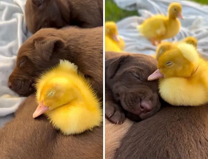 Hilarious dog memes of chocolate puppies cuddling with baby ducks, showing dogs as natural-born comedians.