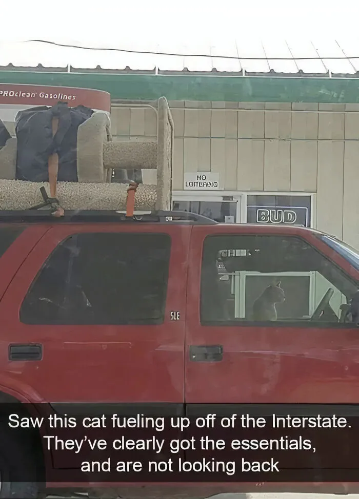 Cat Heading Out On A Road Trip