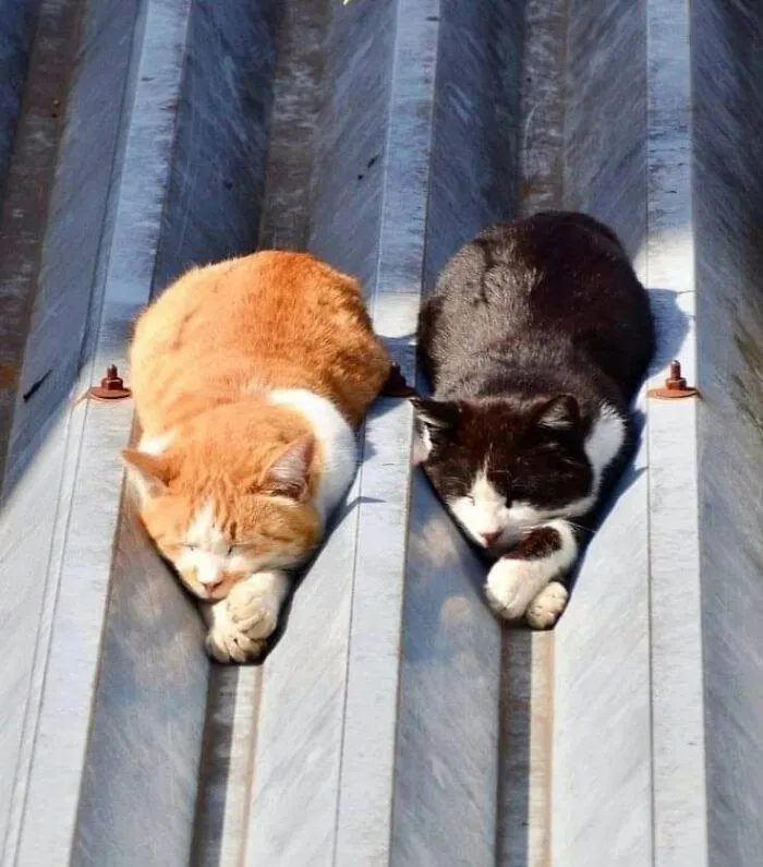 This Page Shared 51 Photos Of Silly Cats Doing Whatever They Want