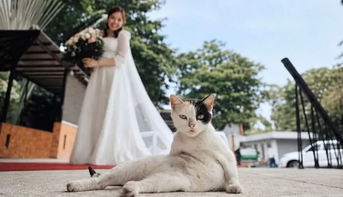 This Page Shared 51 Photos Of Silly Cats Doing Whatever They Want