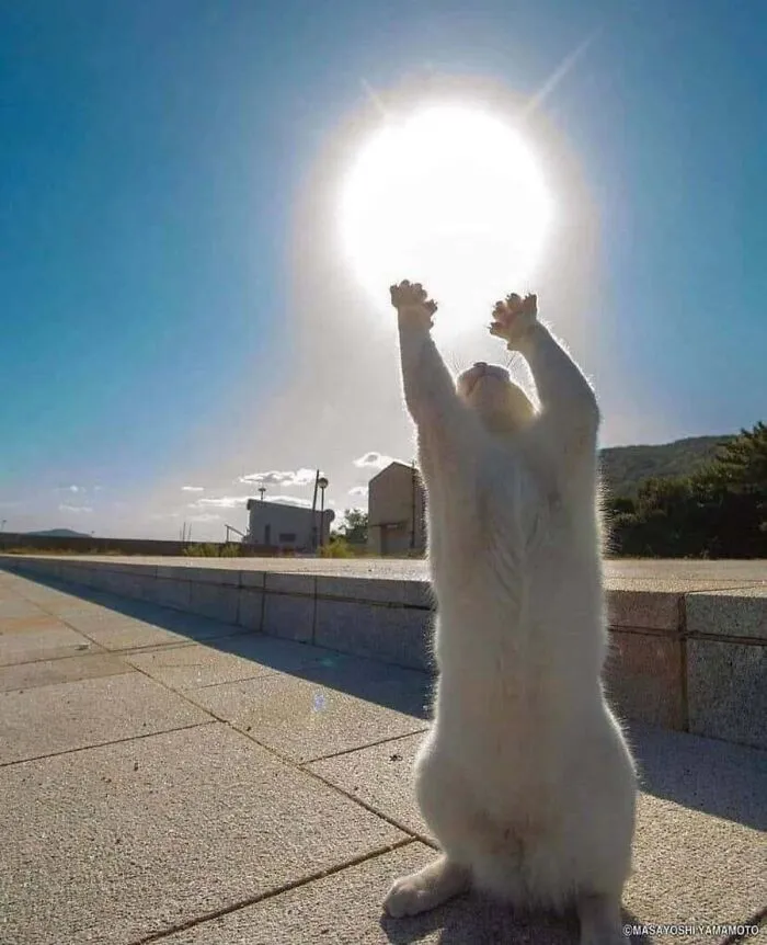 This Page Shared 51 Photos Of Silly Cats Doing Whatever They Want