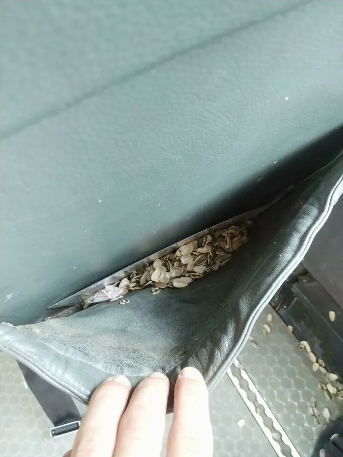 The Seat Pocket In The Plane Was Clearly The Best Place To Spit Sunflower Seeds