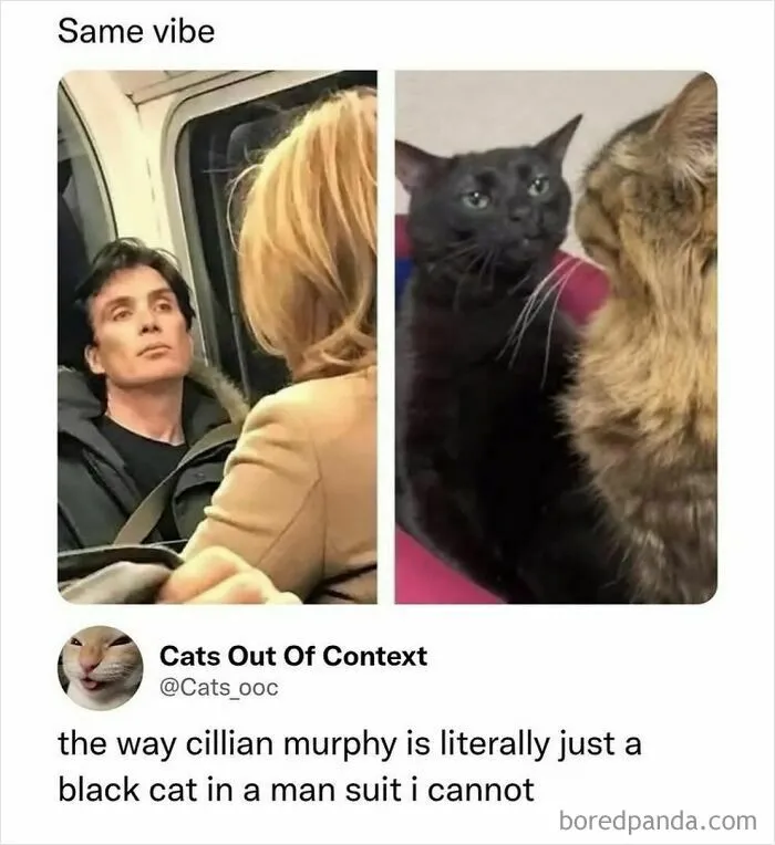 Humorous side-by-side comparison meme of actor Cillian Murphy and black cat staring