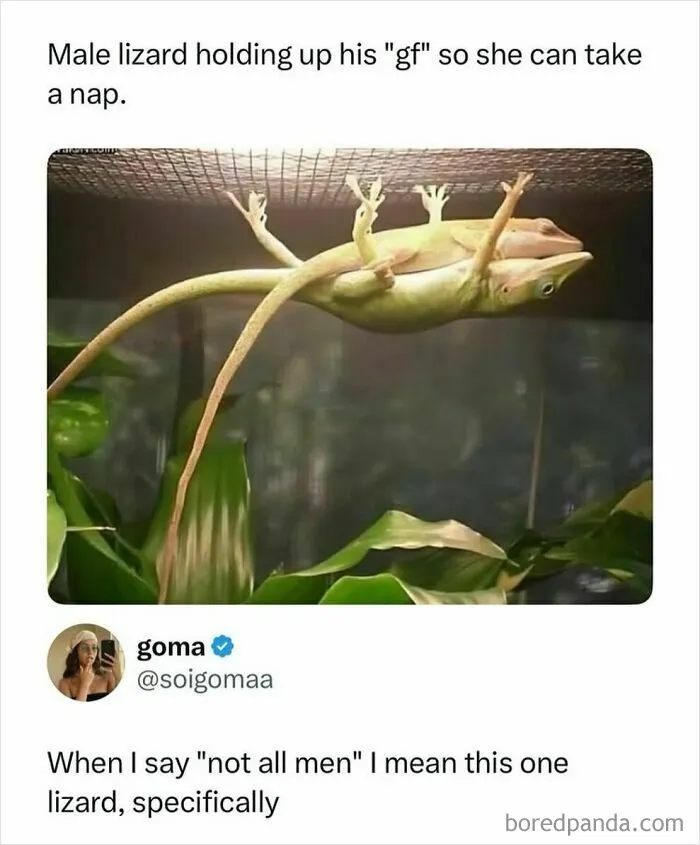 Funny meme of male lizard holding up female lizard to nap showing funny relationship humor
