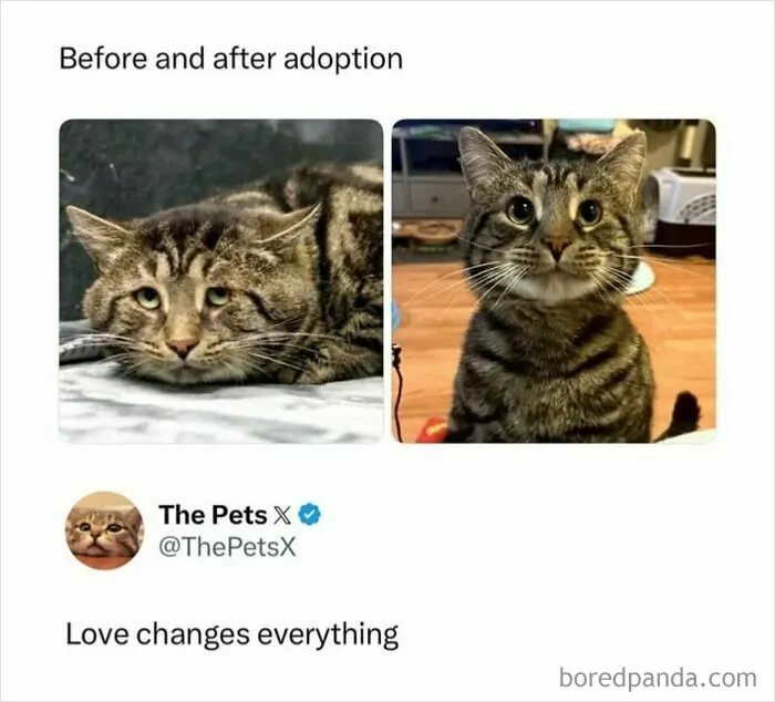 Before and after adoption photos of a rescued cat showing transformation