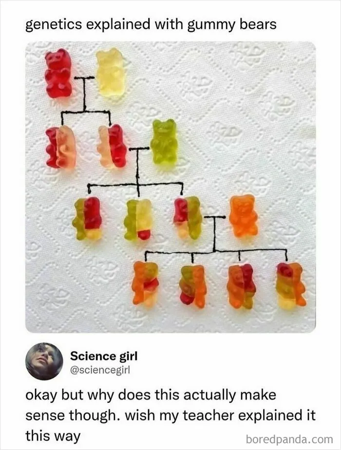 Genetics explained with gummy bears showing inheritance in a humorous meme