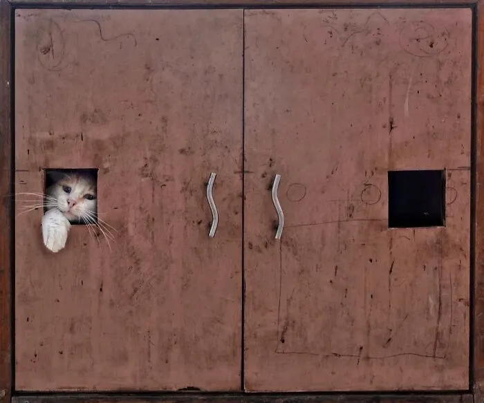 43 Unexpected Animal Encounters Captured By This Street Photographer