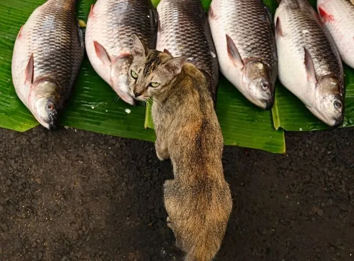 43 Unexpected Animal Encounters Captured By This Street Photographer