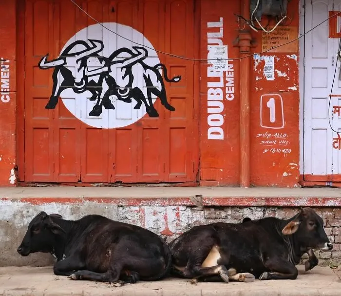 43 Unexpected Animal Encounters Captured By This Street Photographer