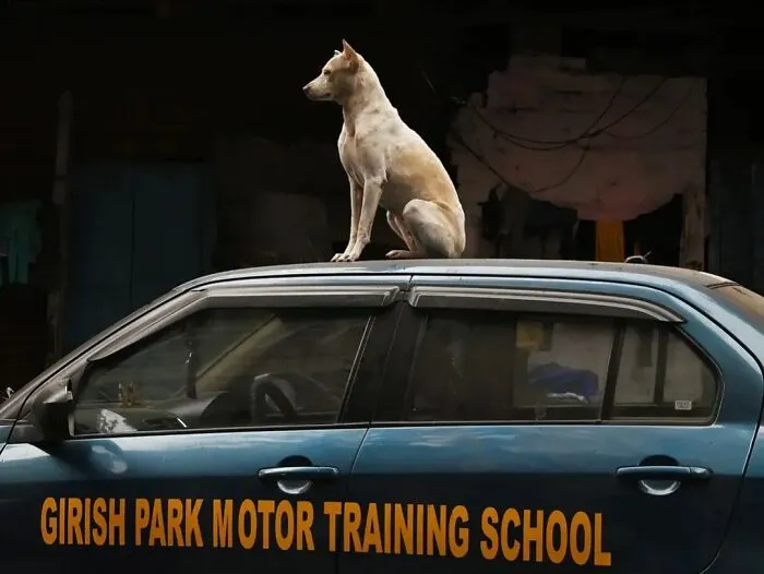 43 Unexpected Animal Encounters Captured By This Street Photographer