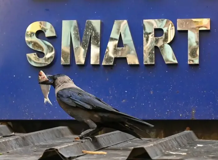 43 Unexpected Animal Encounters Captured By This Street Photographer
