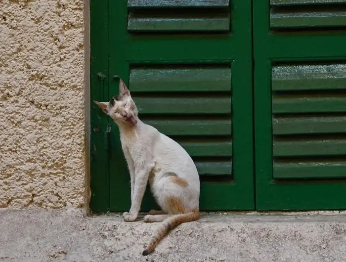 43 Unexpected Animal Encounters Captured By This Street Photographer