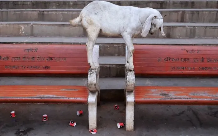 43 Unexpected Animal Encounters Captured By This Street Photographer