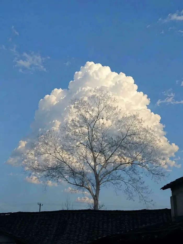 Cloud Perfectly Shaped And Aligned With A Tree