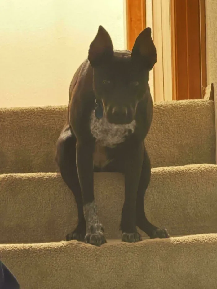 A black dog sitting upright on the carpeted stairs, looking like one of those funny unhinged dog pictures.