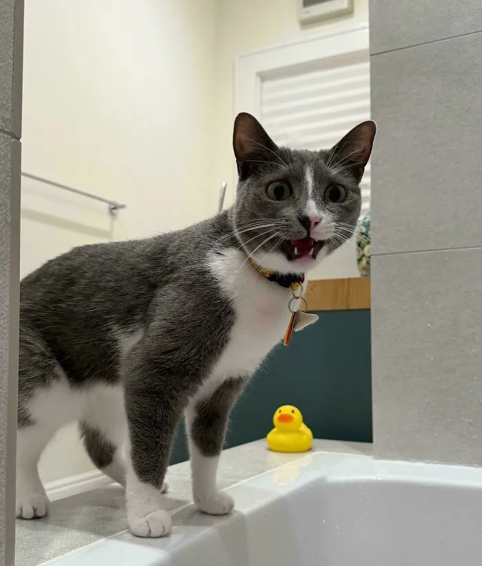 Gray and white cat meowing near a bathtub with a yellow rubber duck