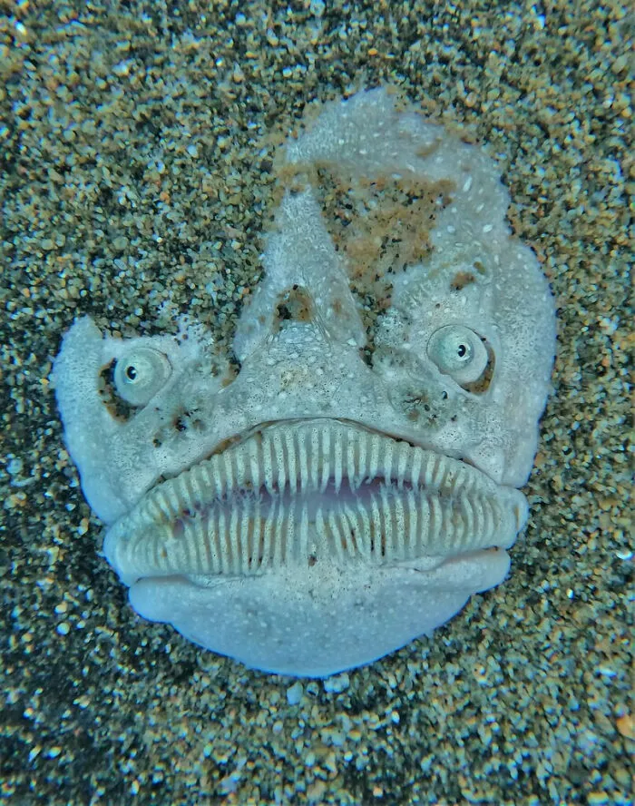 Strange stargazer fish buried in sand, a bizarre creature discovered at the bottom of the ocean