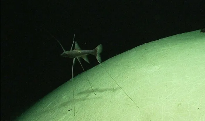 Eerie tripod fish standing on the seabed, a rare species discovered at the bottom of the ocean