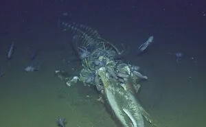 62 Ocean Discoveries That Are Equal Parts Fascinating And Unsettling