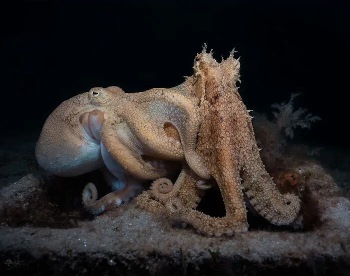 Two octopuses interacting deep at the bottom of the ocean