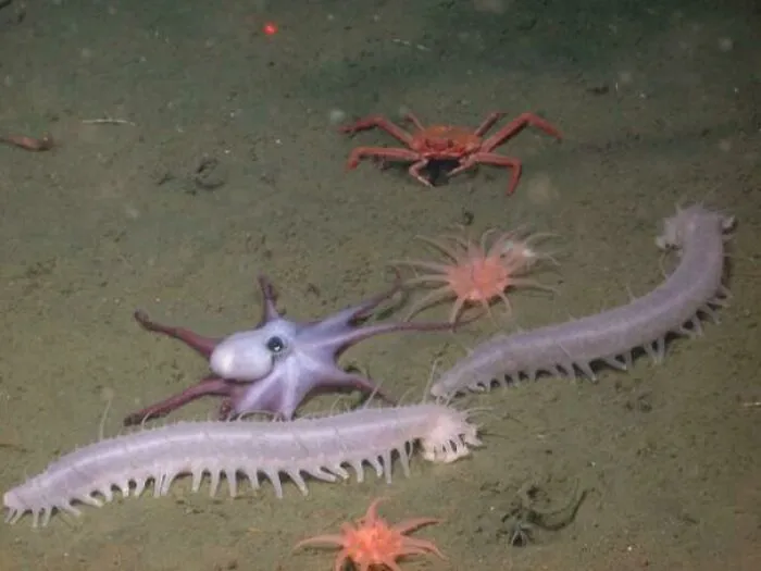 Strange sea creatures including a purple octopus and worms discovered at the bottom of the ocean