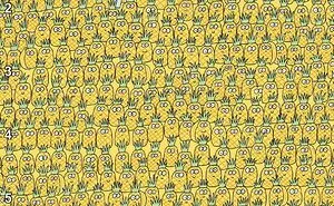 90 Unbelievably Well-Camouflaged Things That Take Forever To Spot (New Pics)
