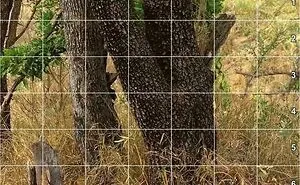 90 Unbelievably Well-Camouflaged Things That Take Forever To Spot (New Pics)
