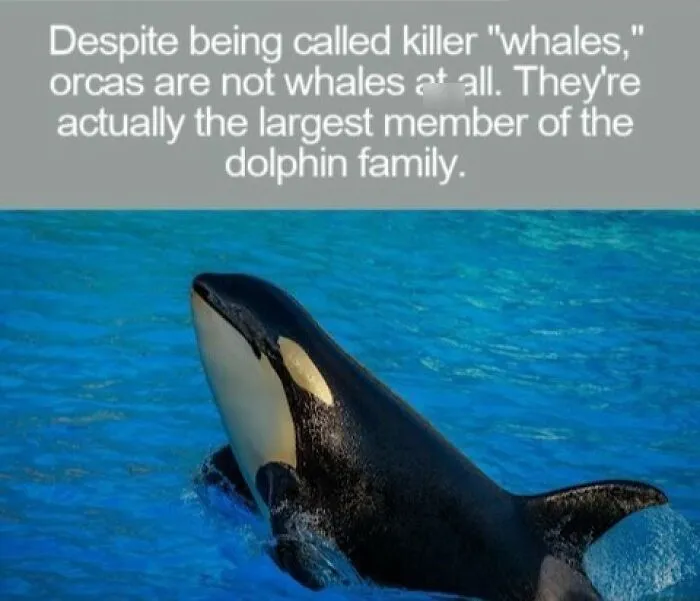 An orca swimming in clear blue water, illustrating interesting facts about marine life