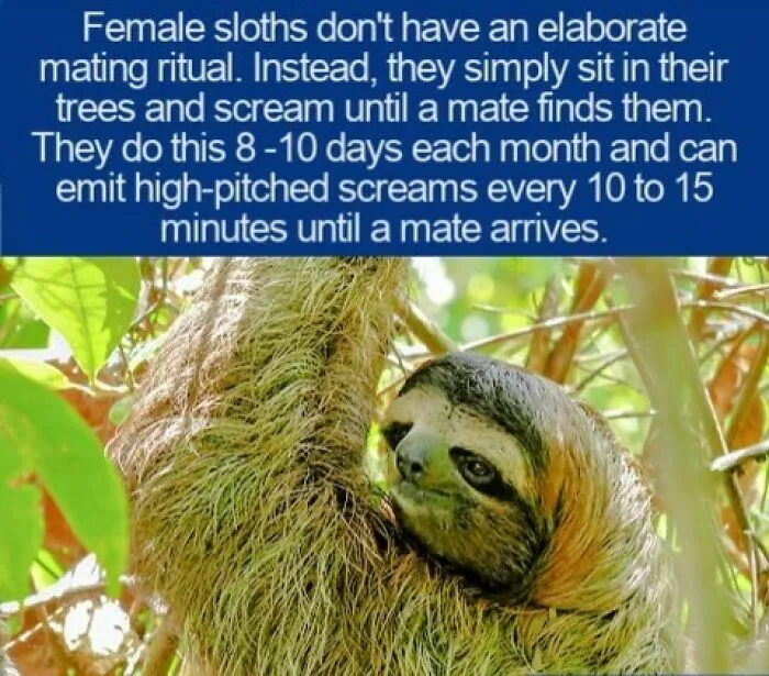 Interesting facts about the unique mating calls of female sloths hanging on a tree branch.