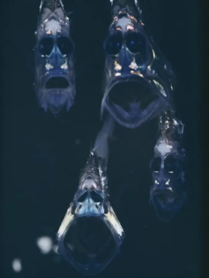The Hatchetfish, Found In The Depths Of The Mariana Trench In The Pacific Ocean