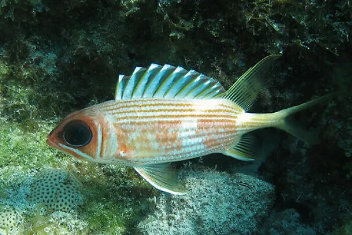 A squirrelfish swimming underwater, one of the interesting things discovered at the bottom of the ocean.