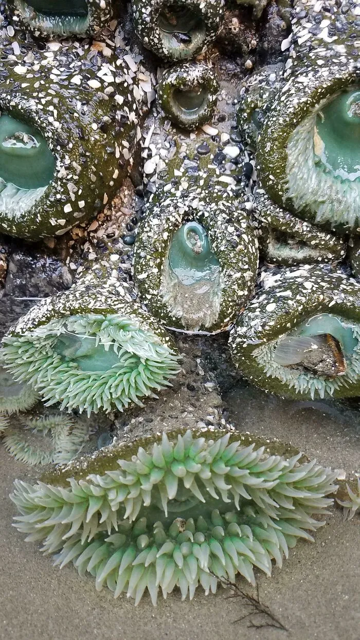 Close-up of green sea anemones, showcasing fascinating things discovered at the bottom of the ocean.