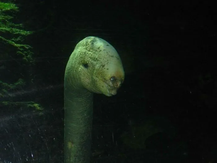 A strange moray eel looking out from the dark, representing unique things discovered at the bottom of the ocean.