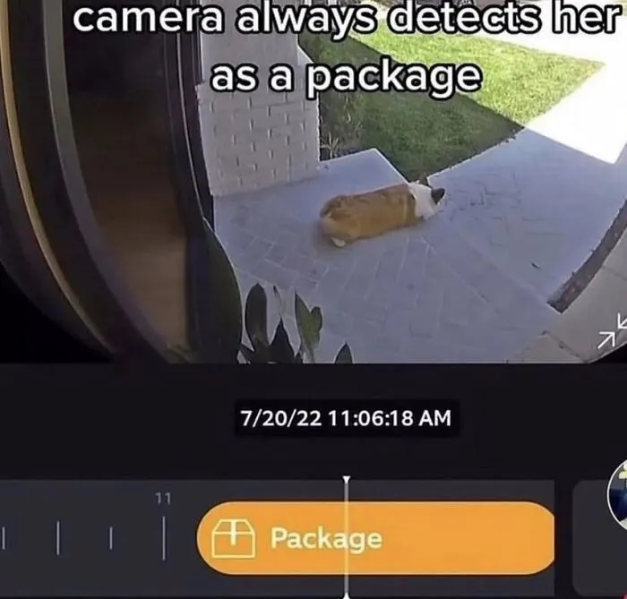 Relatable meme of a dog detected as a package by security camera