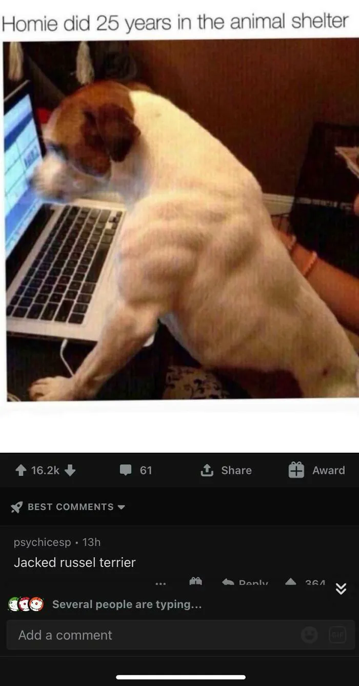 Muscular dog at a laptop screen with sarcastic caption about shelter