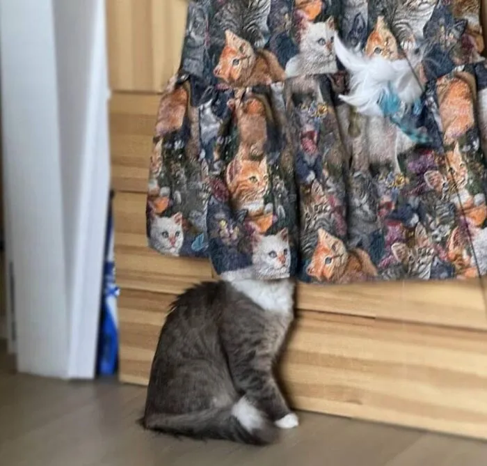 A fluffy gray cat sitting under a cat-patterned skirt, blending in as part of the optical illusion.