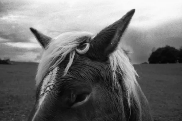 Close-up black and white film photo of a horse head with blurred background