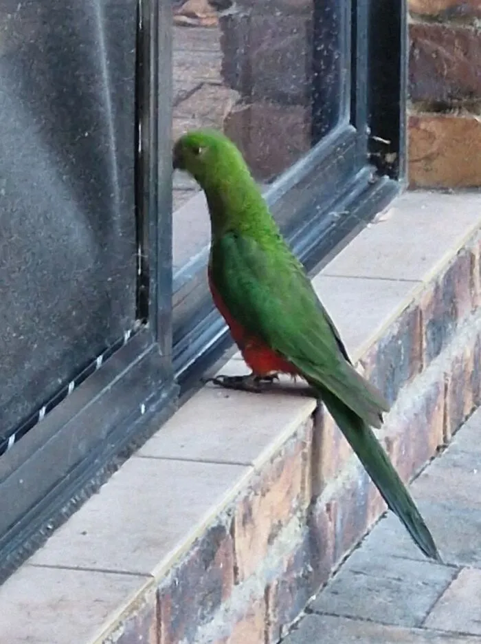 Green and red bird standing on tiled step near glass door wildlife image