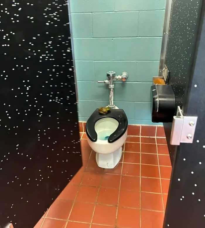 Wildlife photo showing a frog sitting on a toilet seat in a public restroom