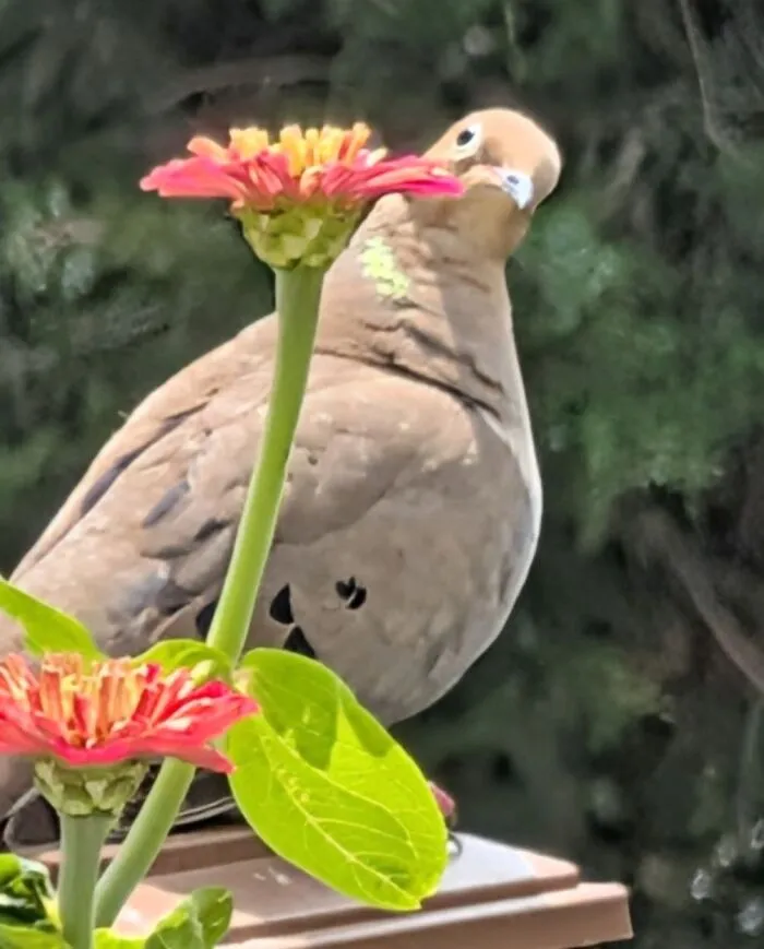 Wildlife photo of a brown dove peeking from behind pink flowers in garden