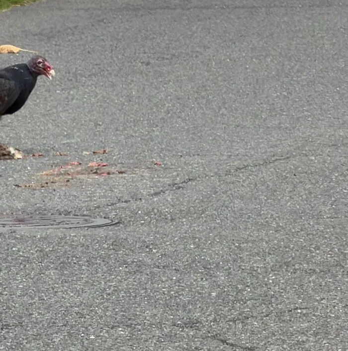 Wildlife photo of a vulture scavenging on a road with visible roadkill remains