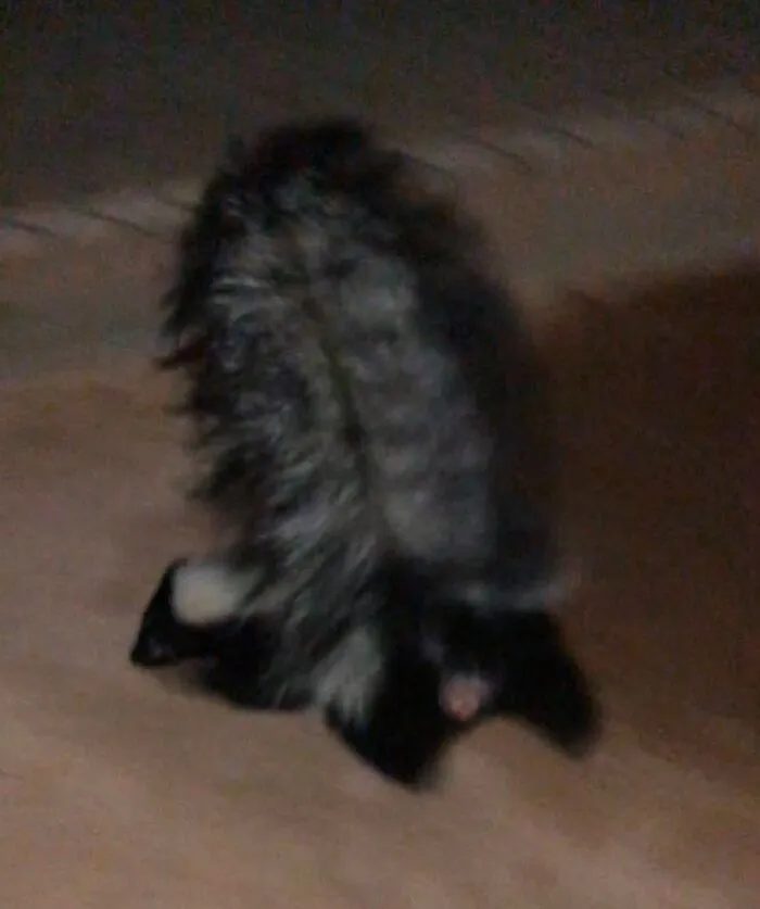 Blurry nighttime wildlife photo of animal on pavement