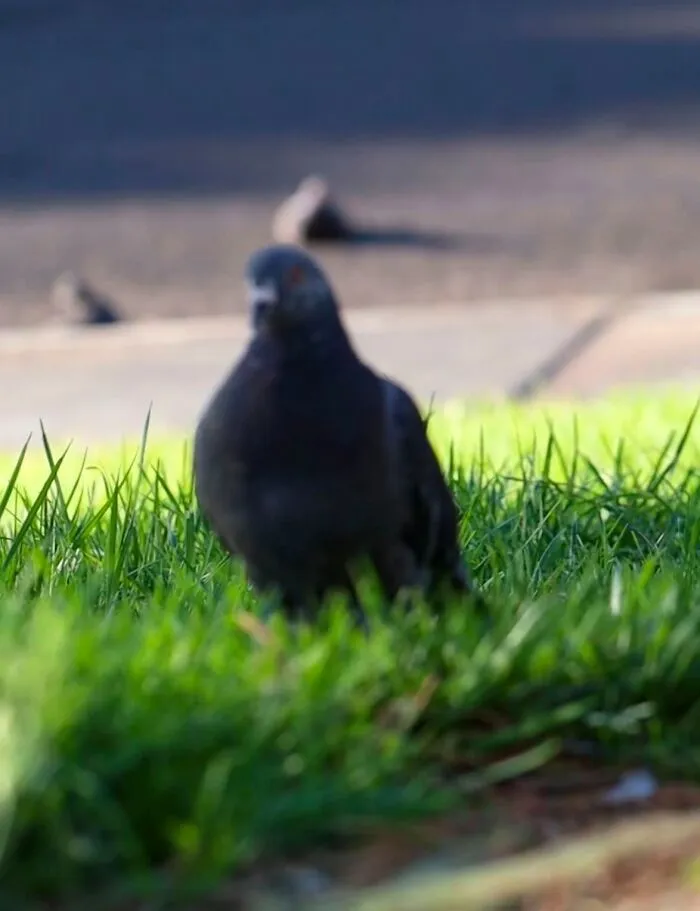 Wildlife photo of a pigeon standing on grass with blurred background