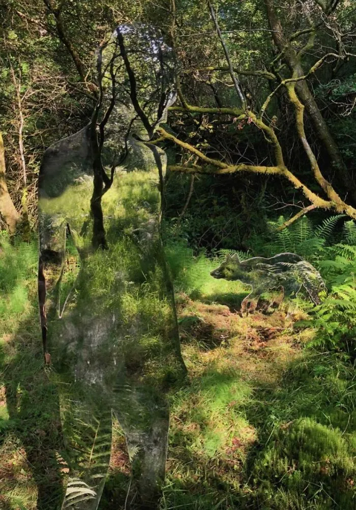 Reflective human sculpture and wolf blending into dense forest surroundings