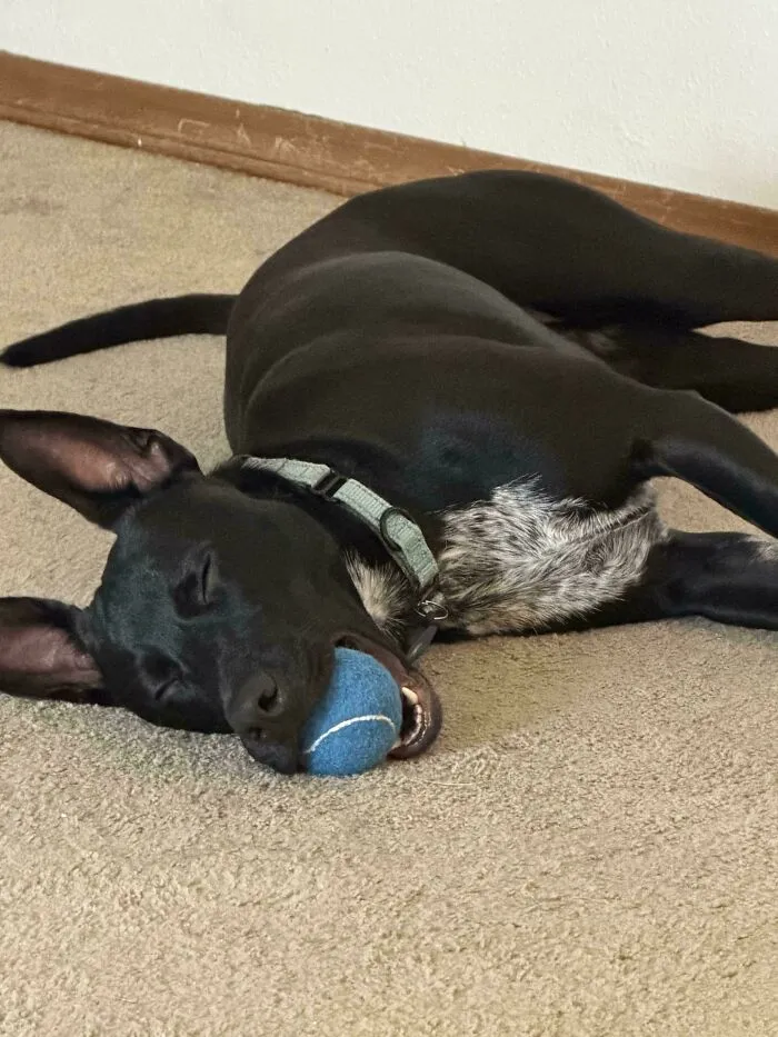 A sleeping black dog holding a blue ball in its mouth, exemplifying funny unhinged dog pictures.